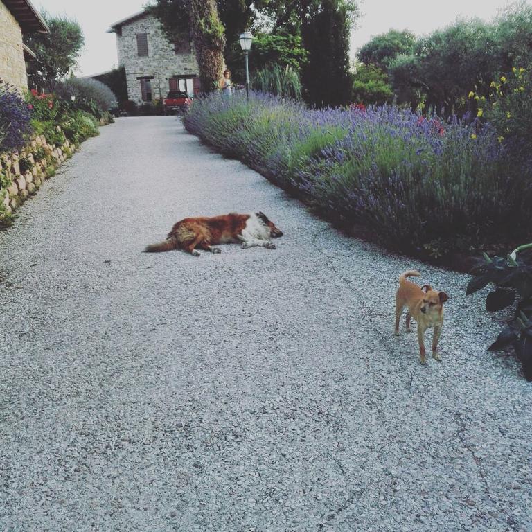 Casale Il Cerqueto Bed & Breakfast San Severino Marche Bagian luar foto